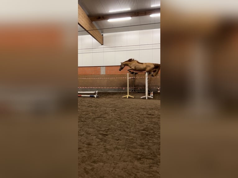 Oldenburger Springpferd Stute 4 Jahre 168 cm Fuchs in B&#xFC;hren