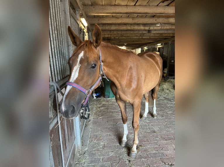 Oldenburger Springpferd Stute 4 Jahre 168 cm Fuchs in B&#xFC;hren