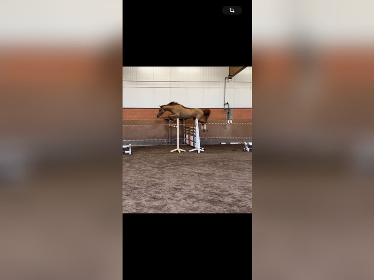 Oldenburger Springpferd Stute 4 Jahre 168 cm Fuchs in B&#xFC;hren