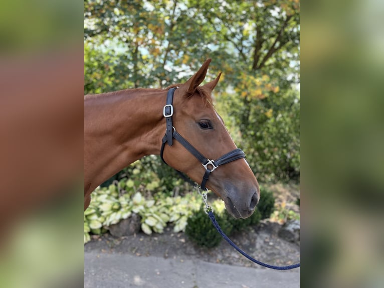 Oldenburger Springpferd Stute 4 Jahre 168 cm Fuchs in M&#xFC;nster