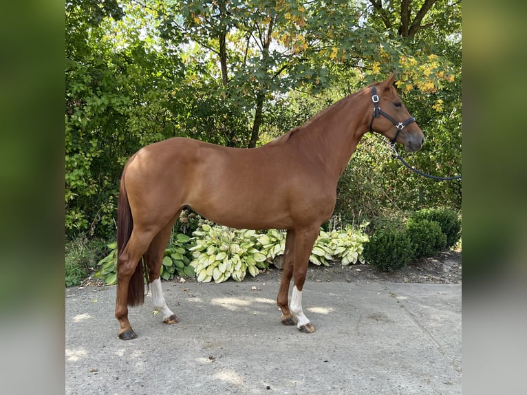 Oldenburger Springpferd Stute 4 Jahre 168 cm Fuchs in M&#xFC;nster