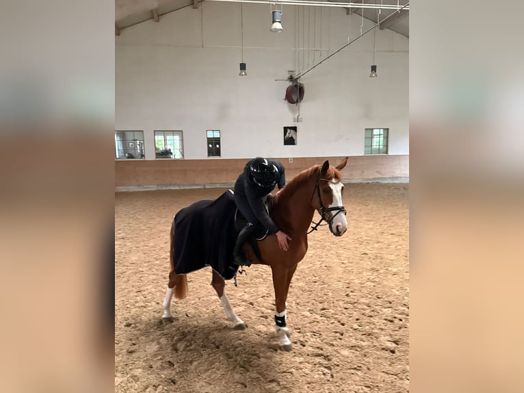 Oldenburger Springpferd Stute 4 Jahre 168 cm Fuchs in Buchenberg