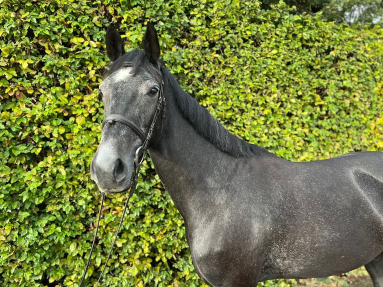 Oldenburger Springpferd Stute 4 Jahre 168 cm Kann Schimmel werden in Ganderkesee
