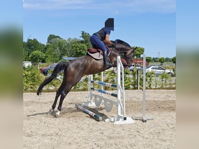 Oldenburger Springpferd Stute 4 Jahre 168 cm Schwarzbrauner in Neupotz
