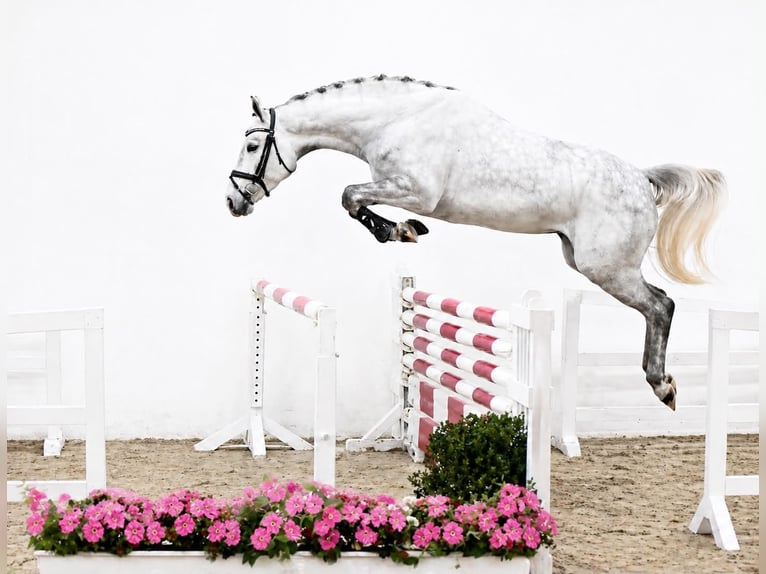 Oldenburger Springpferd Stute 4 Jahre 169 cm Schimmel in ROGOWNICA