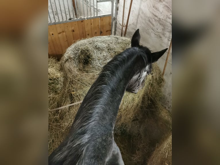 Oldenburger Springpferd Stute 4 Jahre 170 cm Schimmel in Mechelroda