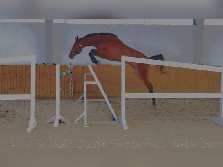 Oldenburger Springpferd Stute 4 Jahre 172 cm Rotbrauner in GŁUBCZYN