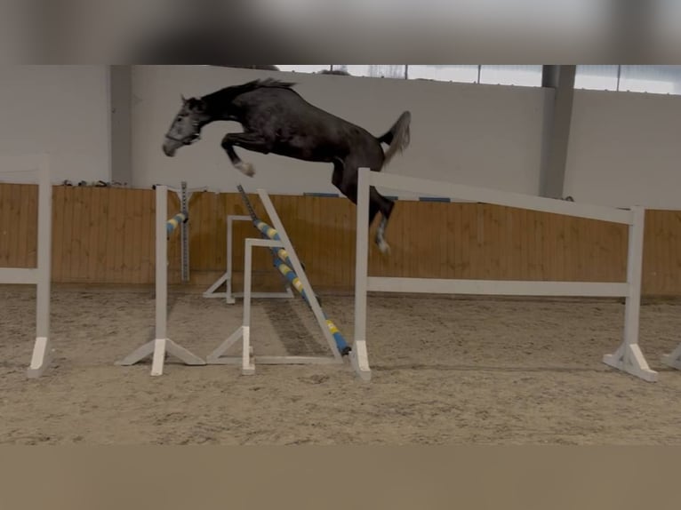 Oldenburger Springpferd Stute 4 Jahre 172 cm Schimmel in GŁUBCZYN