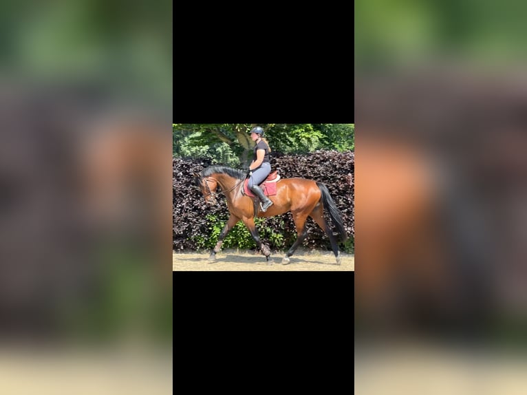 Oldenburger Springpferd Stute 4 Jahre 173 cm Brauner in Bad Kreuznach Oldenburger Springpferd Stute 4 Jahre 173 cm Brauner in Bad Kreuznach