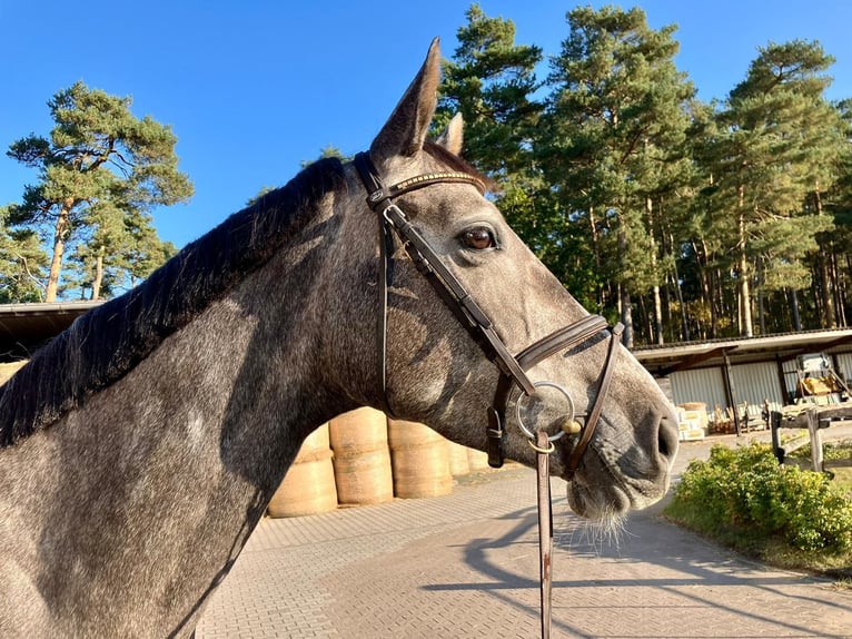 Oldenburger Springpferd Stute 4 Jahre 173 cm Schimmel in Neetze