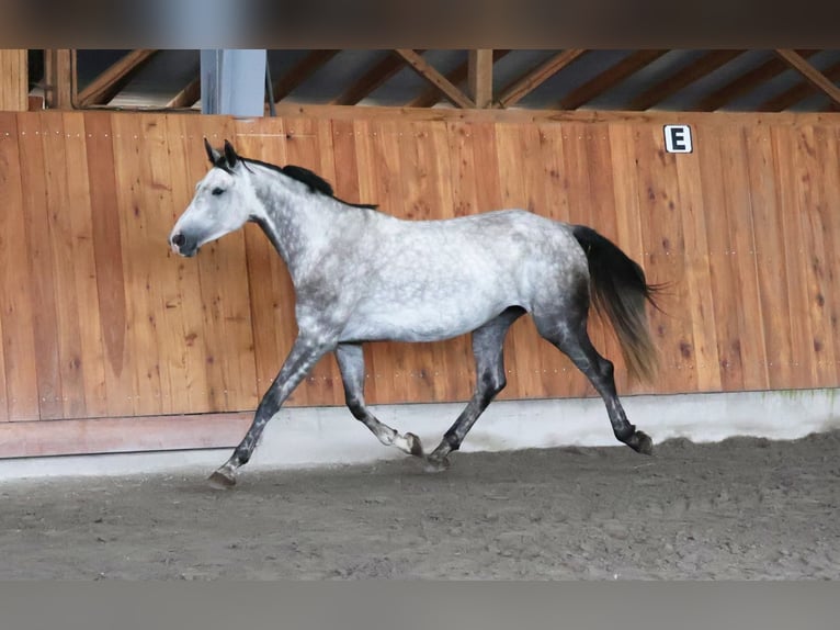 Oldenburger Springpferd Stute 4 Jahre 173 cm  in STUDENÁ