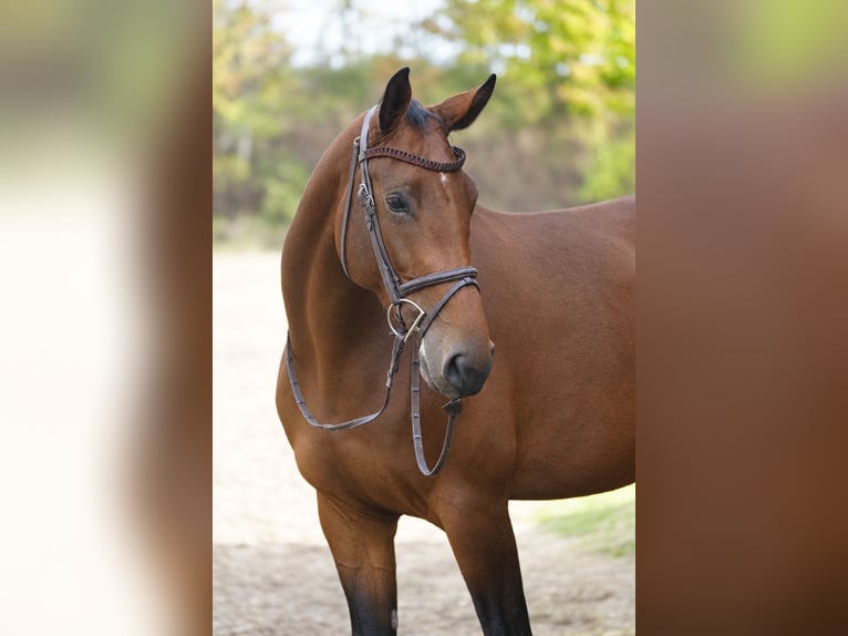 Oldenburger Springpferd Stute 4 Jahre 174 cm Brauner in Ketsch