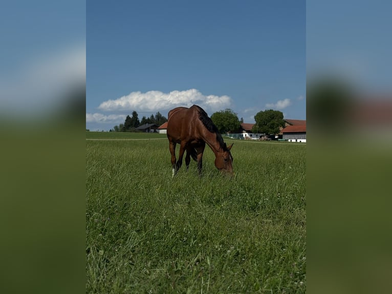 Oldenburger Springpferd Stute 4 Jahre 175 cm Brauner in Traunstein