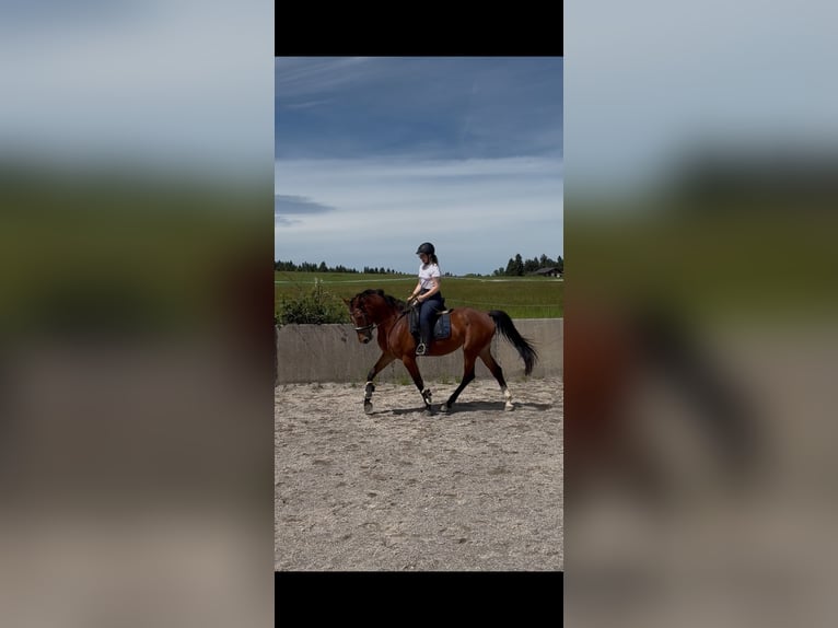 Oldenburger Springpferd Stute 4 Jahre 175 cm Brauner in Traunstein