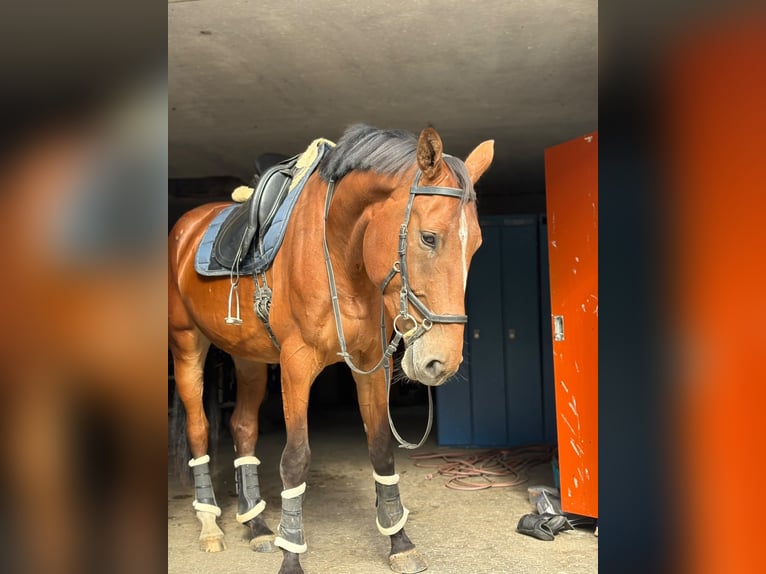 Oldenburger Springpferd Stute 4 Jahre 175 cm Brauner in Traunstein