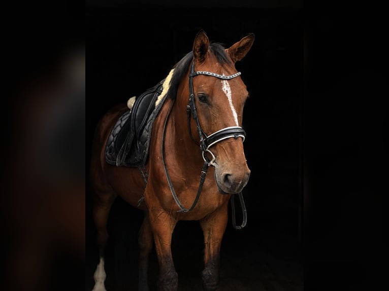 Oldenburger Springpferd Stute 4 Jahre 175 cm Brauner in Traunstein