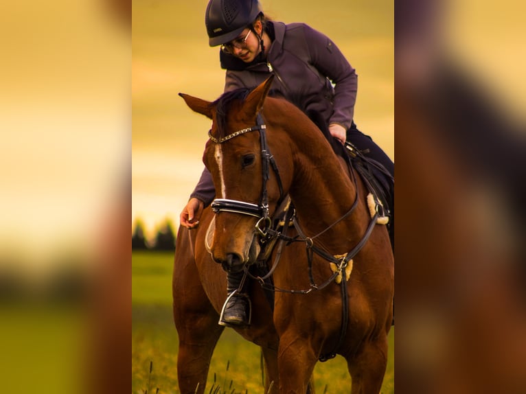 Oldenburger Springpferd Stute 4 Jahre 175 cm Brauner in Traunstein