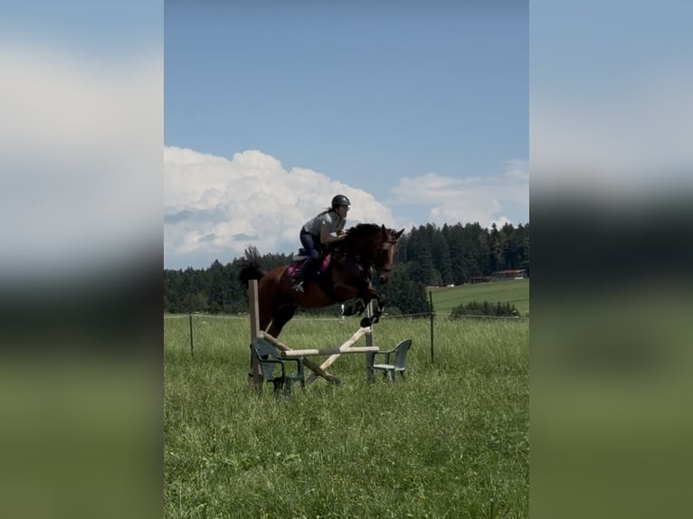 Oldenburger Springpferd Stute 4 Jahre 175 cm Brauner in Traunstein