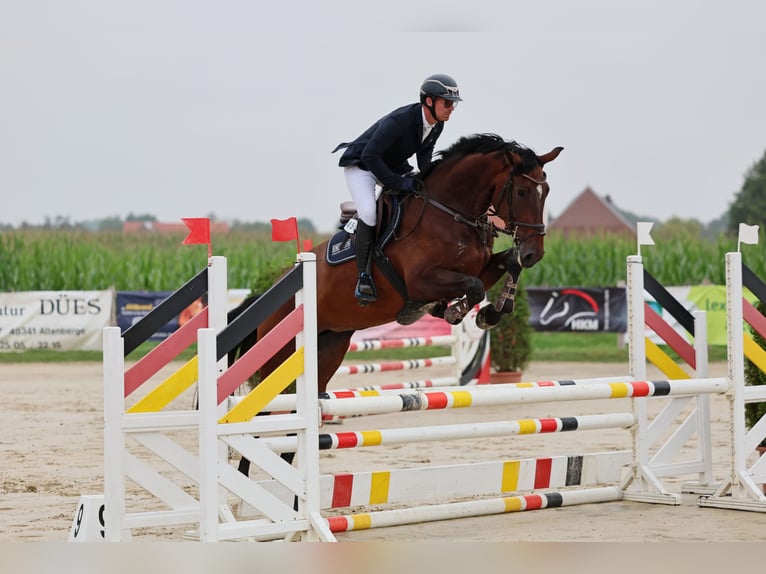 Oldenburger Springpferd Stute 4 Jahre 176 cm Brauner in Nottuln