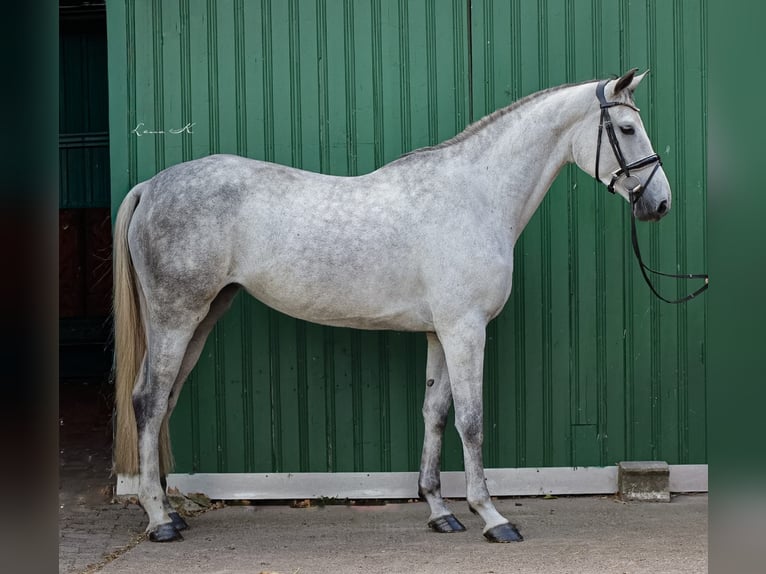 Oldenburger Springpferd Stute 4 Jahre 176 cm Schimmel in Barver