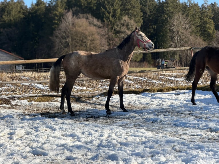 Oldenburger Springpferd Stute 4 Jahre Schimmel in Egling