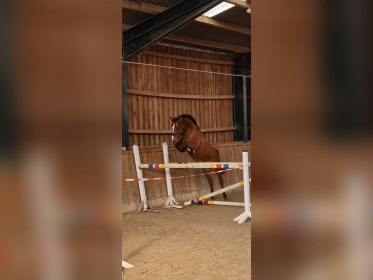 Oldenburger Springpferd Stute 5 Jahre 158 cm Brauner in Schinkel