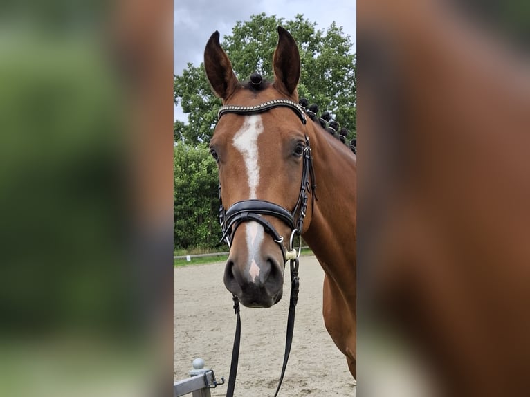 Oldenburger Springpferd Stute 5 Jahre 158 cm Brauner in Schinkel