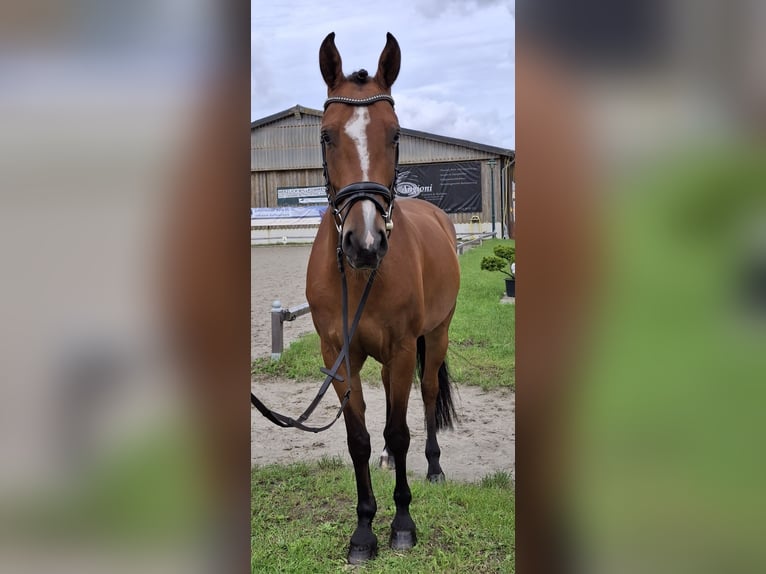Oldenburger Springpferd Stute 5 Jahre 158 cm Brauner in Schinkel