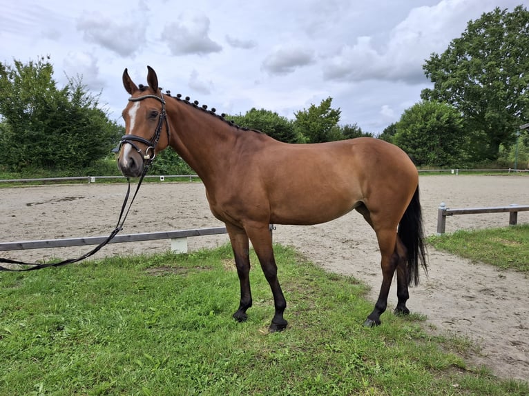 Oldenburger Springpferd Stute 5 Jahre 158 cm Brauner in Schinkel