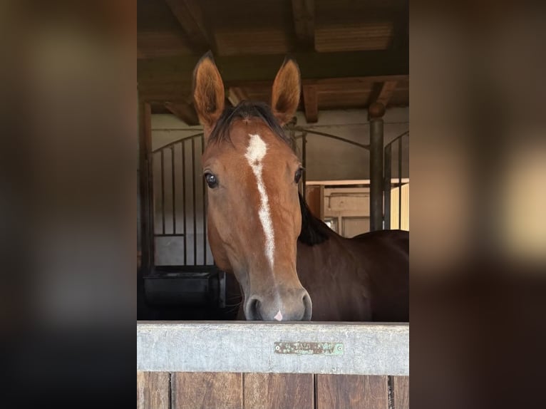 Oldenburger Springpferd Stute 5 Jahre 160 cm Brauner in St. Georgen am Ybbsfelde