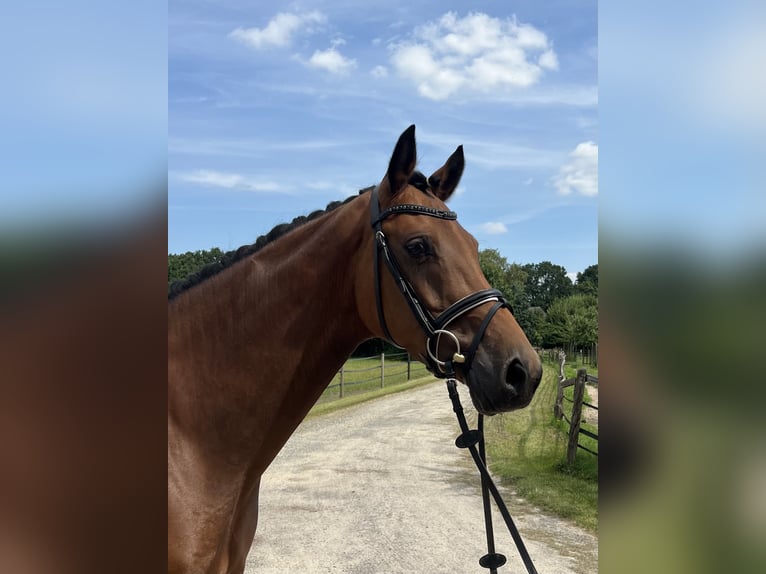 Oldenburger Springpferd Stute 5 Jahre 160 cm Brauner in Visselhövede