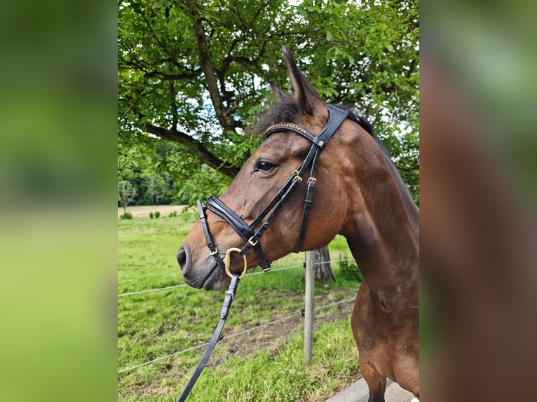 Oldenburger Springpferd Stute 5 Jahre 160 cm Dunkelbrauner in Solingen