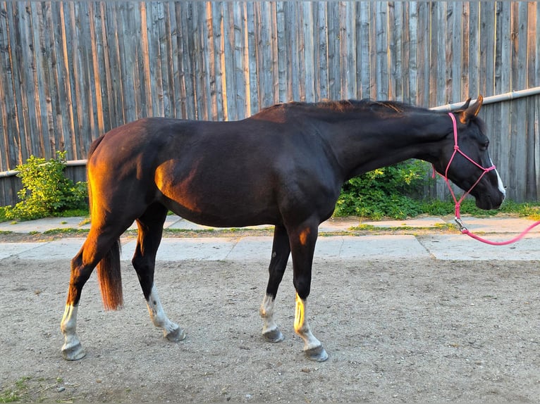 Oldenburger Springpferd Stute 5 Jahre 160 cm Rappe in Podersdorf am See
