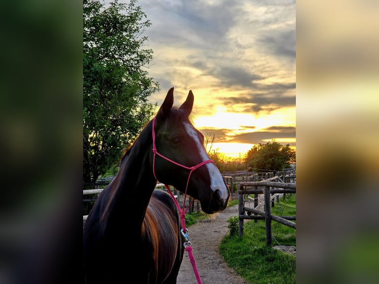 Oldenburger Springpferd Stute 5 Jahre 160 cm Rappe in Podersdorf am See
