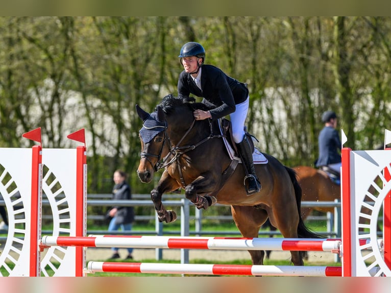 Oldenburger Springpferd Stute 5 Jahre 162 cm Dunkelbrauner in Garrel