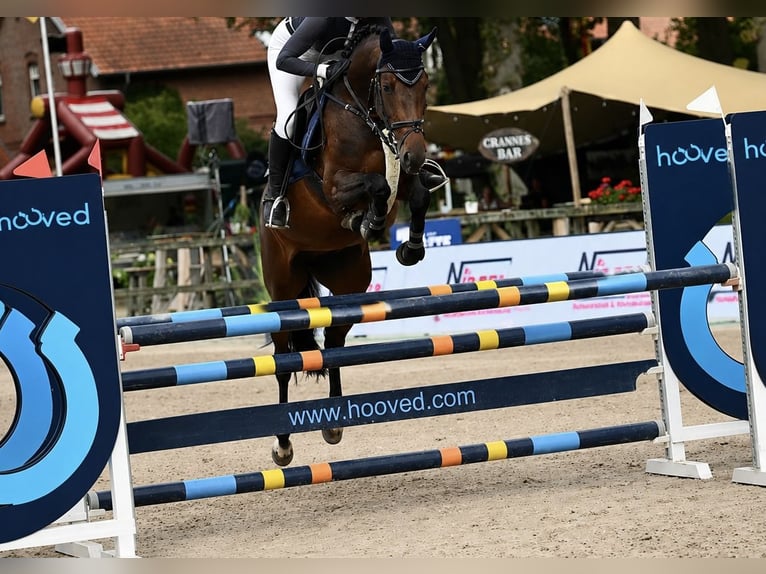 Oldenburger Springpferd Stute 5 Jahre 162 cm Dunkelbrauner in Löningen