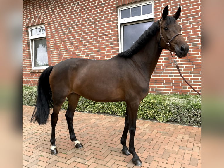Oldenburger Springpferd Stute 5 Jahre 162 cm Dunkelbrauner in Löningen