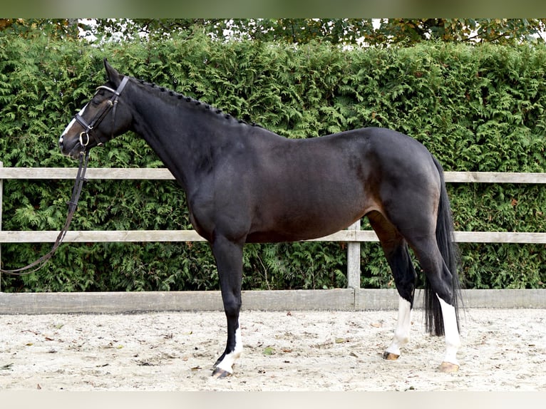 Oldenburger Springpferd Stute 5 Jahre 162 cm Dunkelbrauner in Lohne (Oldenburg)