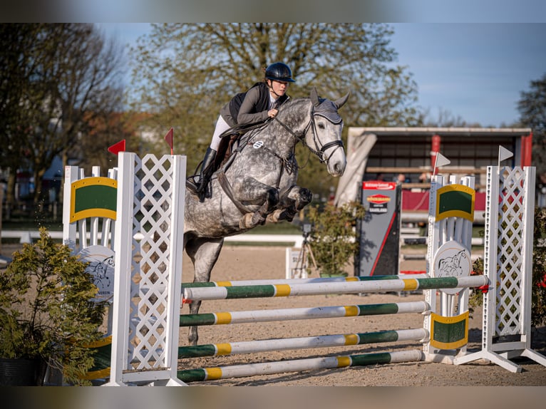 Oldenburger Springpferd Stute 5 Jahre 162 cm Schimmel in Überherrn