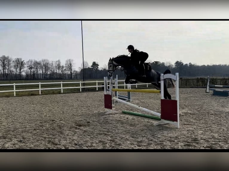 Oldenburger Springpferd Stute 5 Jahre 163 cm Apfelschimmel in Basdahl