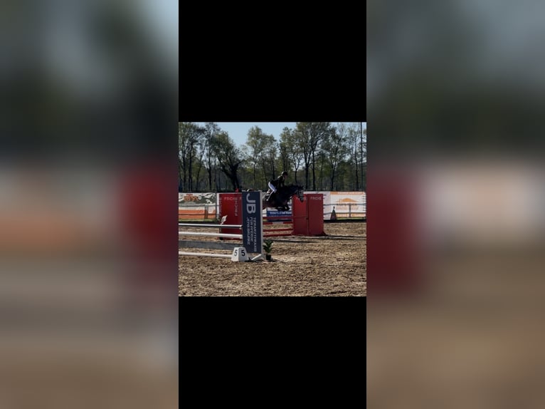 Oldenburger Springpferd Stute 5 Jahre 163 cm Apfelschimmel in Basdahl