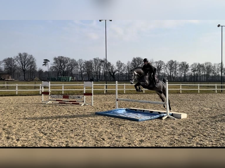 Oldenburger Springpferd Stute 5 Jahre 163 cm Apfelschimmel in Basdahl