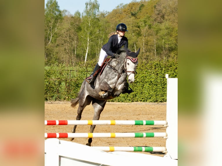 Oldenburger Springpferd Stute 5 Jahre 163 cm Apfelschimmel in Basdahl