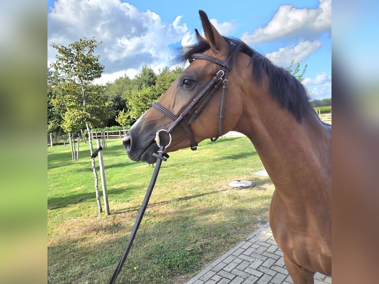 Oldenburger Springpferd Stute 5 Jahre 163 cm Brauner in Wettrup