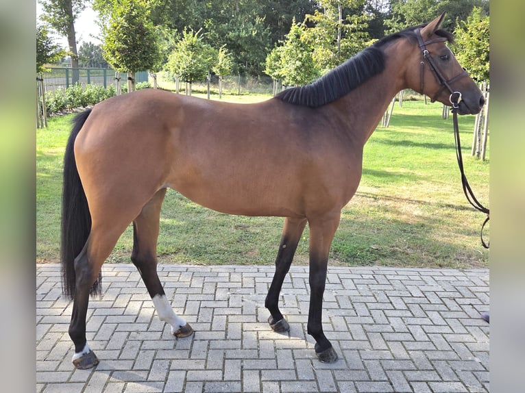 Oldenburger Springpferd Stute 5 Jahre 163 cm Brauner in Wettrup