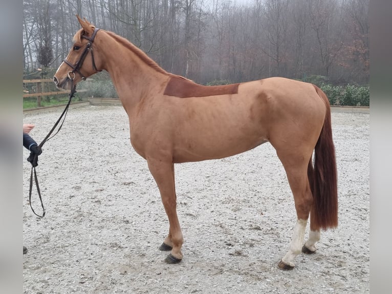 Oldenburger Springpferd Stute 5 Jahre 163 cm Fuchs in Wettrup