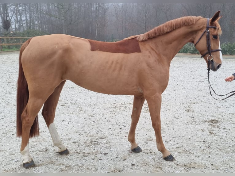 Oldenburger Springpferd Stute 5 Jahre 163 cm Fuchs in Wettrup