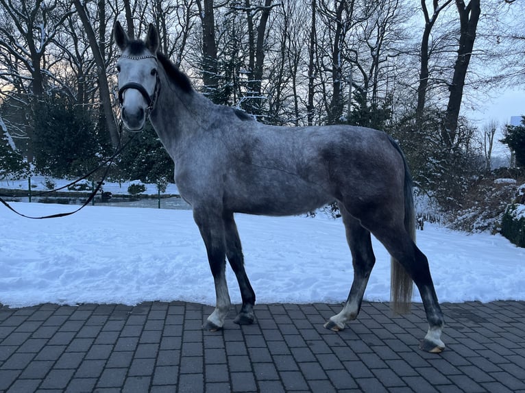 Oldenburger Springpferd Stute 5 Jahre 163 cm Schimmel in Steinfeld (Oldenburg)
