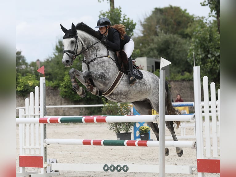 Oldenburger Springpferd Stute 5 Jahre 163 cm Schimmel in &#xDC;berherrn