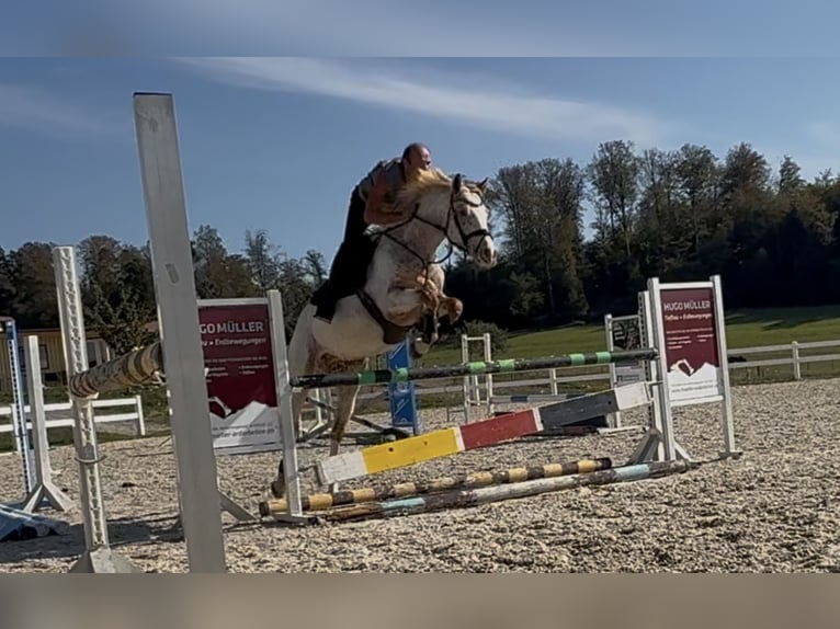 Oldenburger Springpferd Stute 5 Jahre 163 cm Tigerschecke in Berg